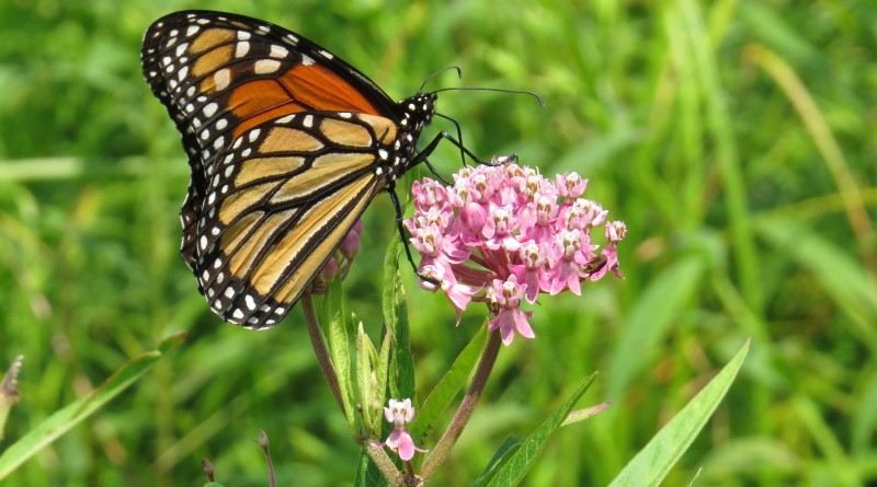 Muscatatuck holding pollinator event July 6th - 101.5 WKKG